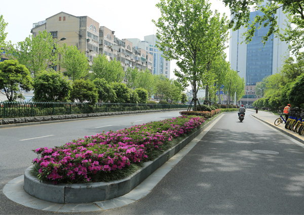 大西路改造整治绿化